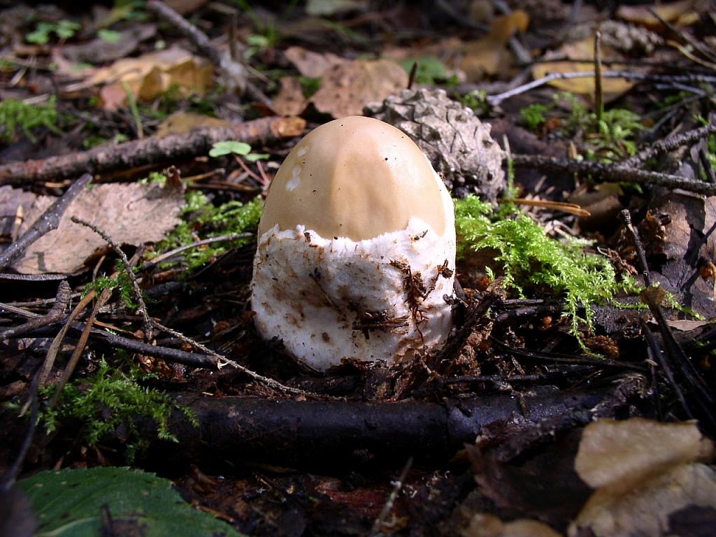Amanita fulva