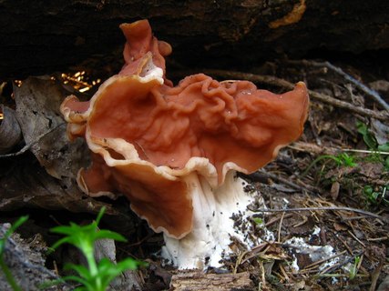 Discina fastigiata