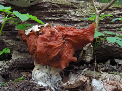 Discina fastigiata