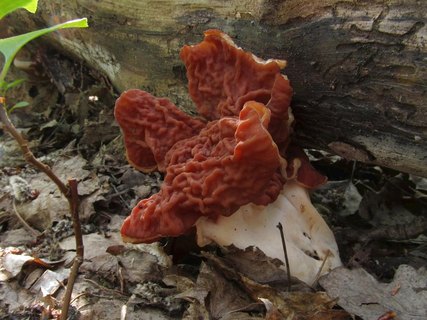 Discina fastigiata