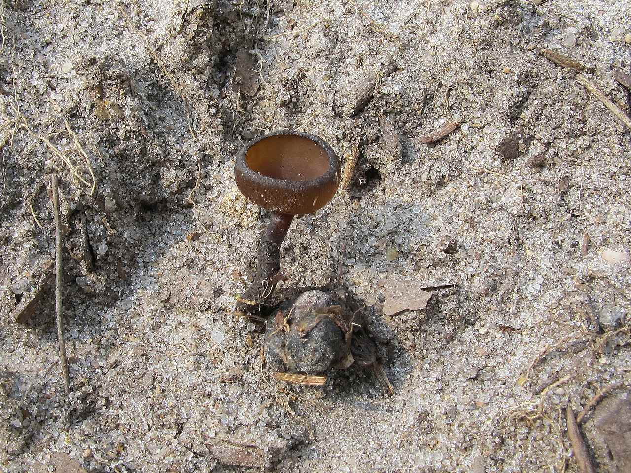 Dumontinia tuberosa
