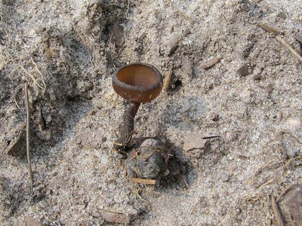 Dumontinia tuberosa