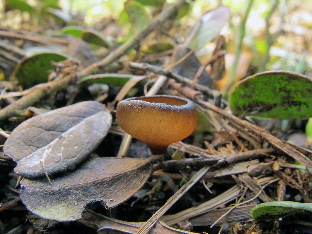 Dumontinia tuberosa