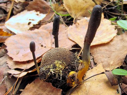 Elaphocordiceps ophioglossoides