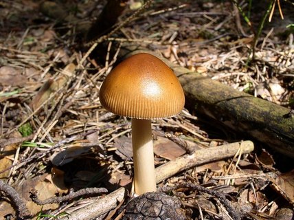 Amanita fulva
