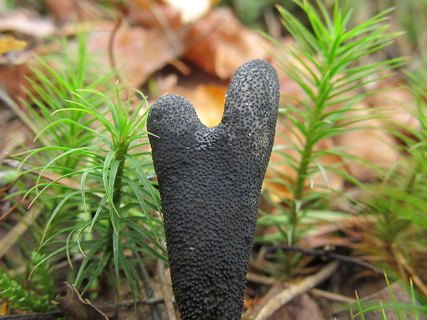 Elaphocordiceps ophioglossoides