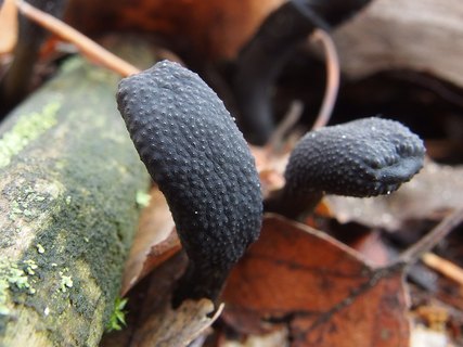 Elaphocordiceps ophioglossoides