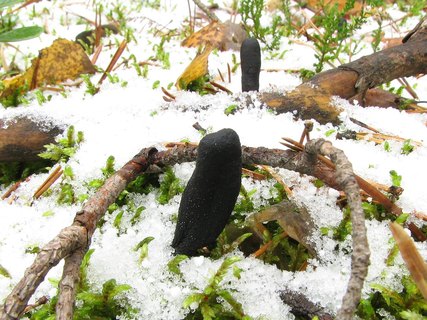 Elaphocordiceps ophioglossoides