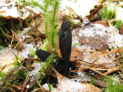 Elaphocordiceps ophioglossoides