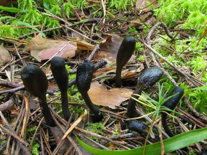 Elaphocordiceps ophioglossoides