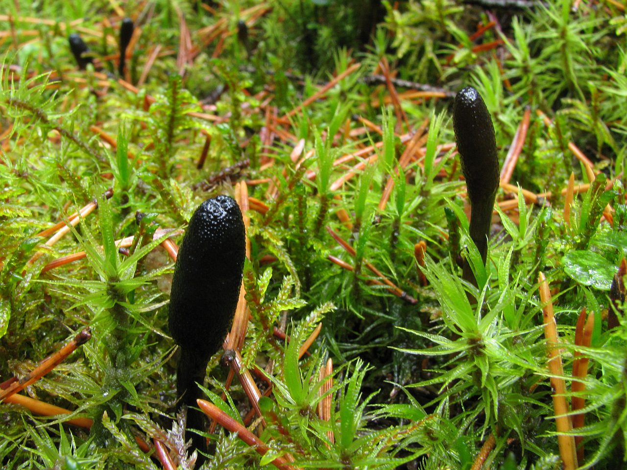 Elaphocordiceps ophioglossoides