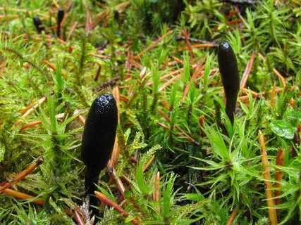 Elaphocordiceps ophioglossoides