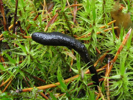 Elaphocordiceps ophioglossoides