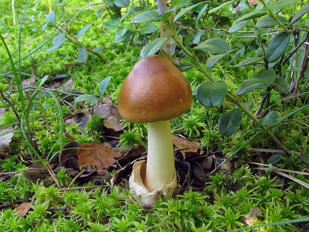 Amanita fulva