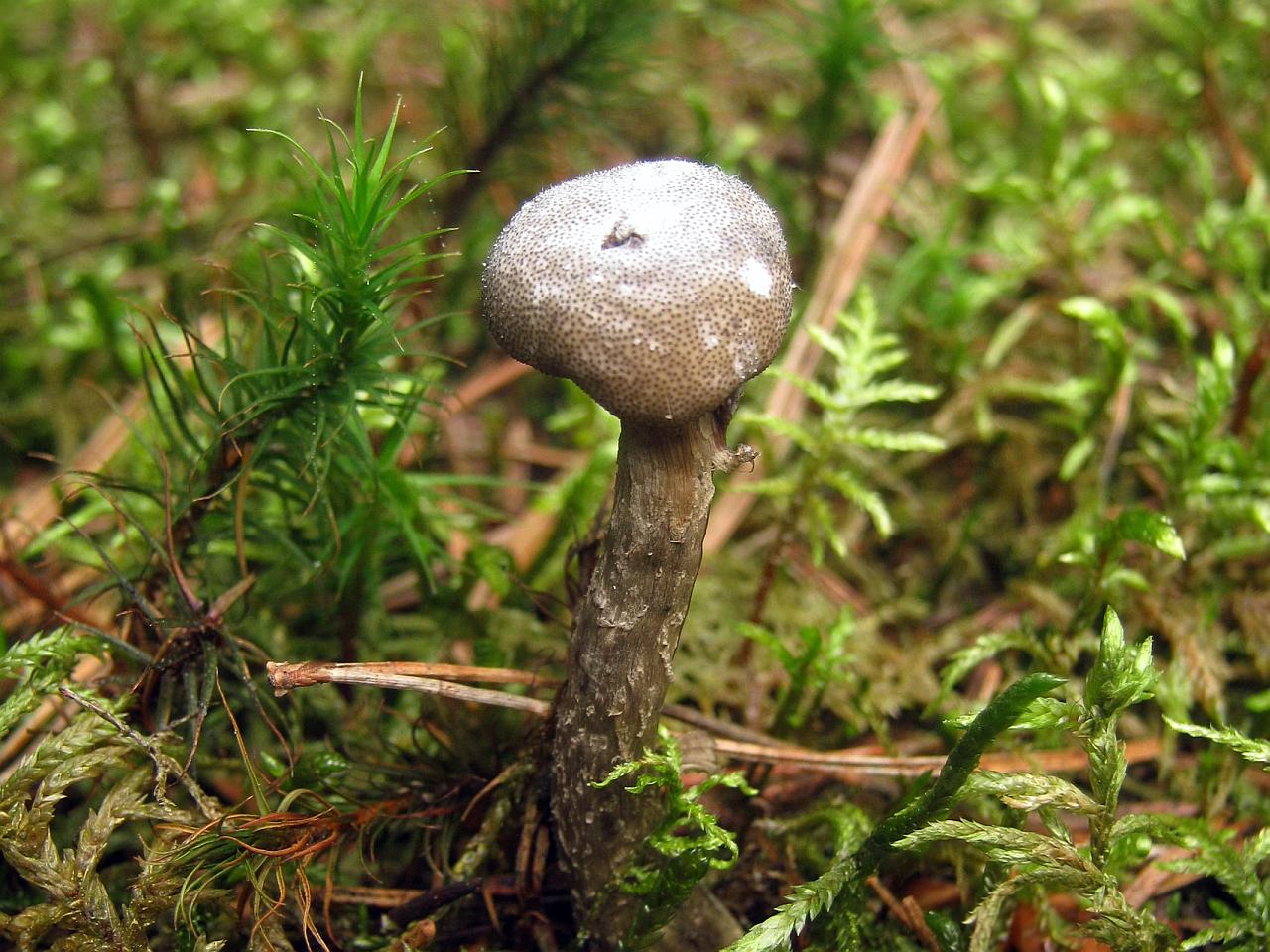 Elaphocordyceps capitata