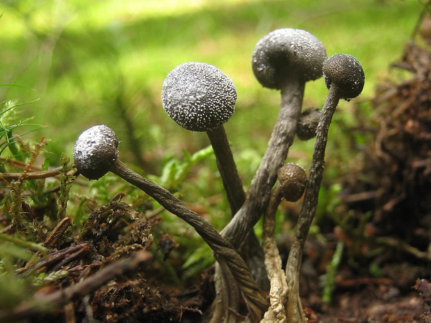 Elaphocordyceps capitata