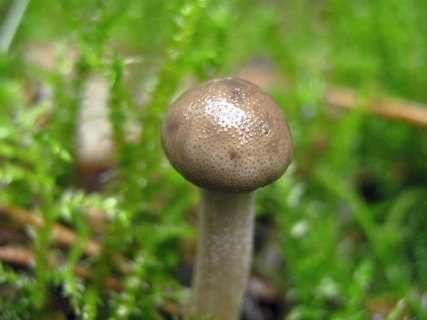 Elaphocordyceps capitata
