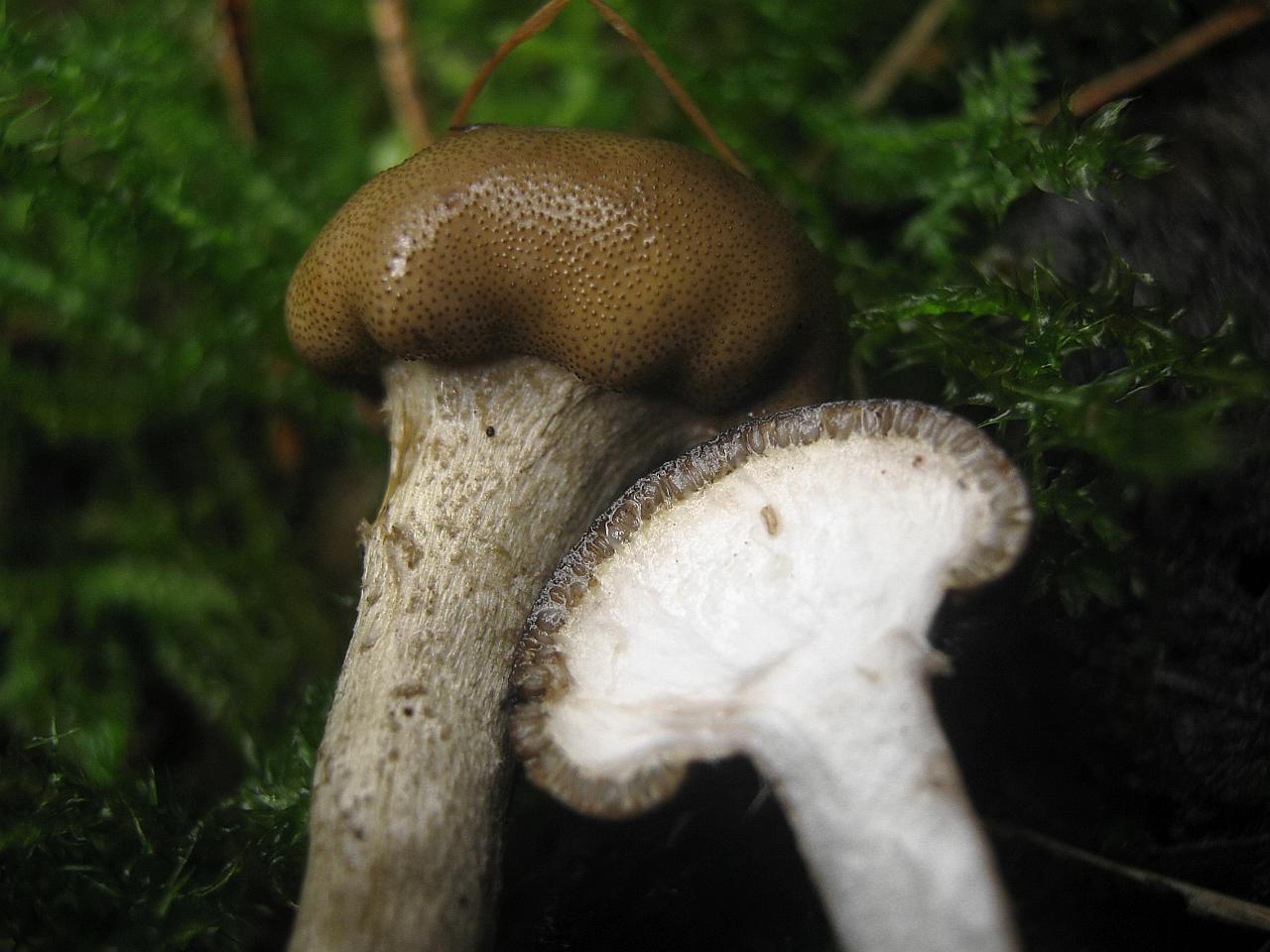 Elaphocordyceps capitata