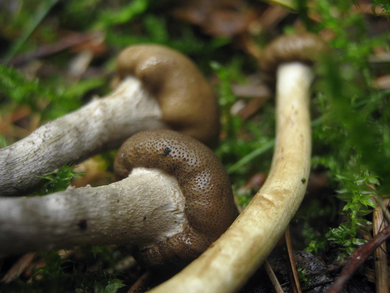 Elaphocordyceps capitata