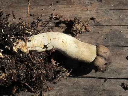 Elaphocordyceps capitata