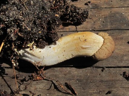 Elaphocordyceps capitata