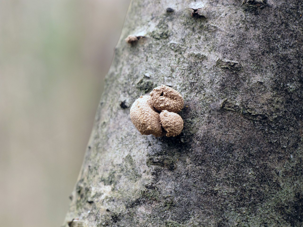 Encoelia furfuracea