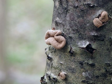Encoelia furfuracea