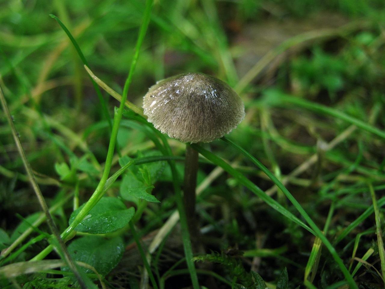 Entoloma