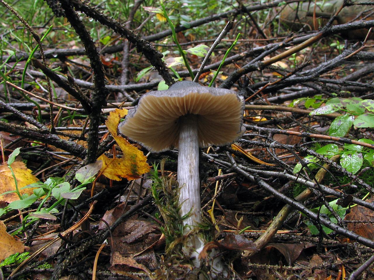 Entoloma nitidum
