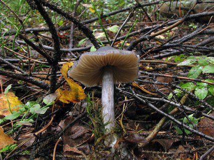 Entoloma nitidum