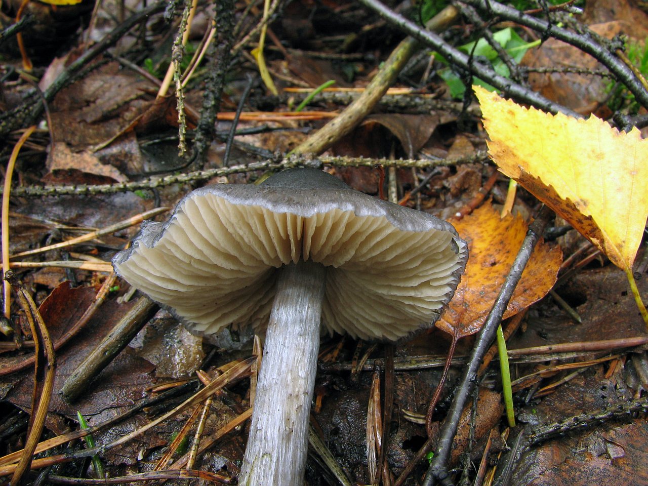 Entoloma nitidum