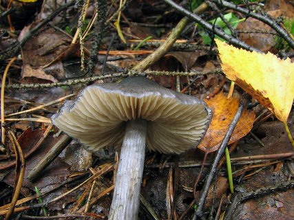 Entoloma nitidum