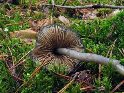 Entoloma nitidum