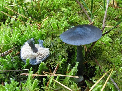 Entoloma nitidum