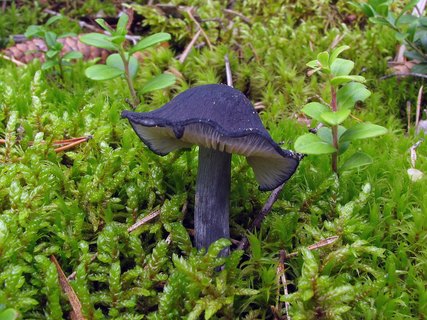 Entoloma nitidum