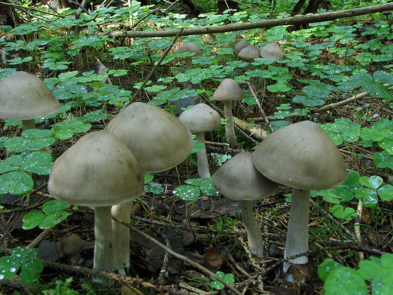 Entoloma sericatum