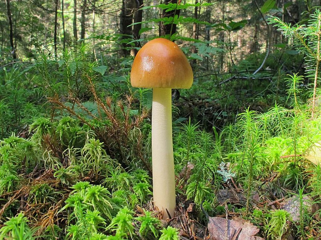 Amanita fulva