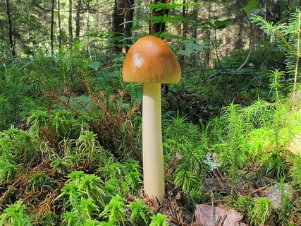 Amanita fulva