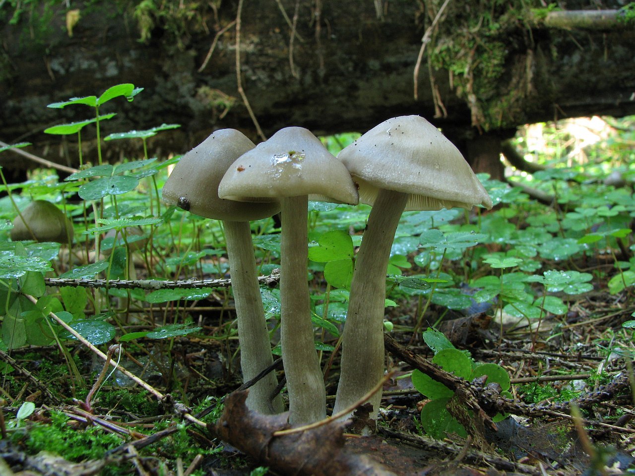 Entoloma sericatum
