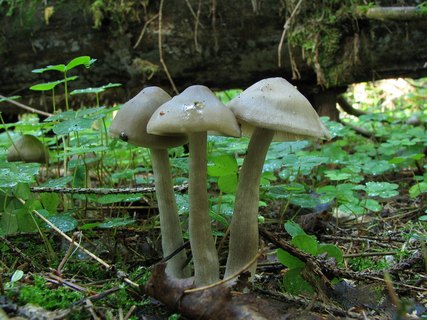 Entoloma sericatum