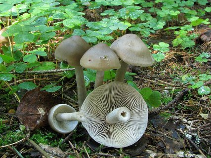 Entoloma sericatum