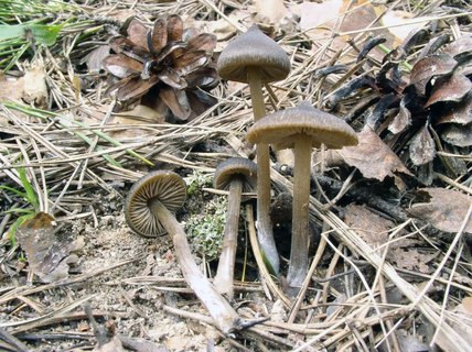 Entoloma vernum