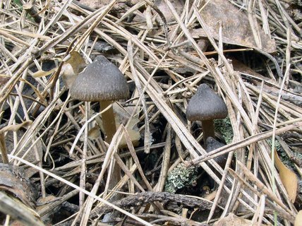 Entoloma vernum