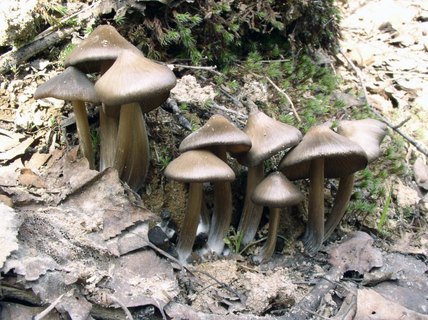 Entoloma vernum