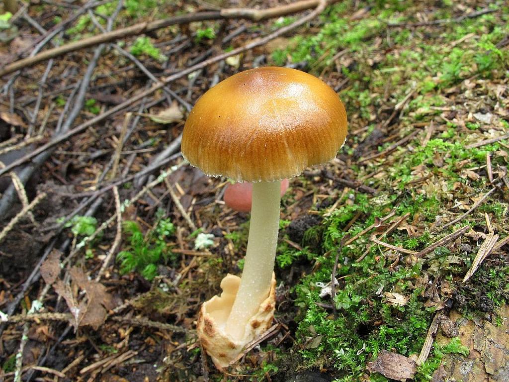 Amanita fulva