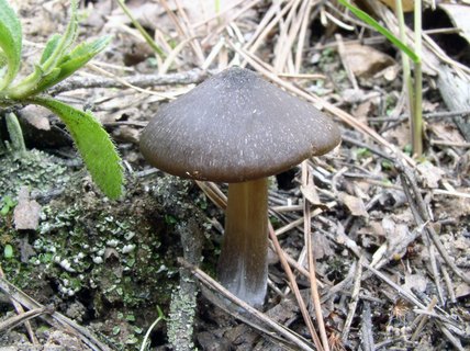 Entoloma vernum