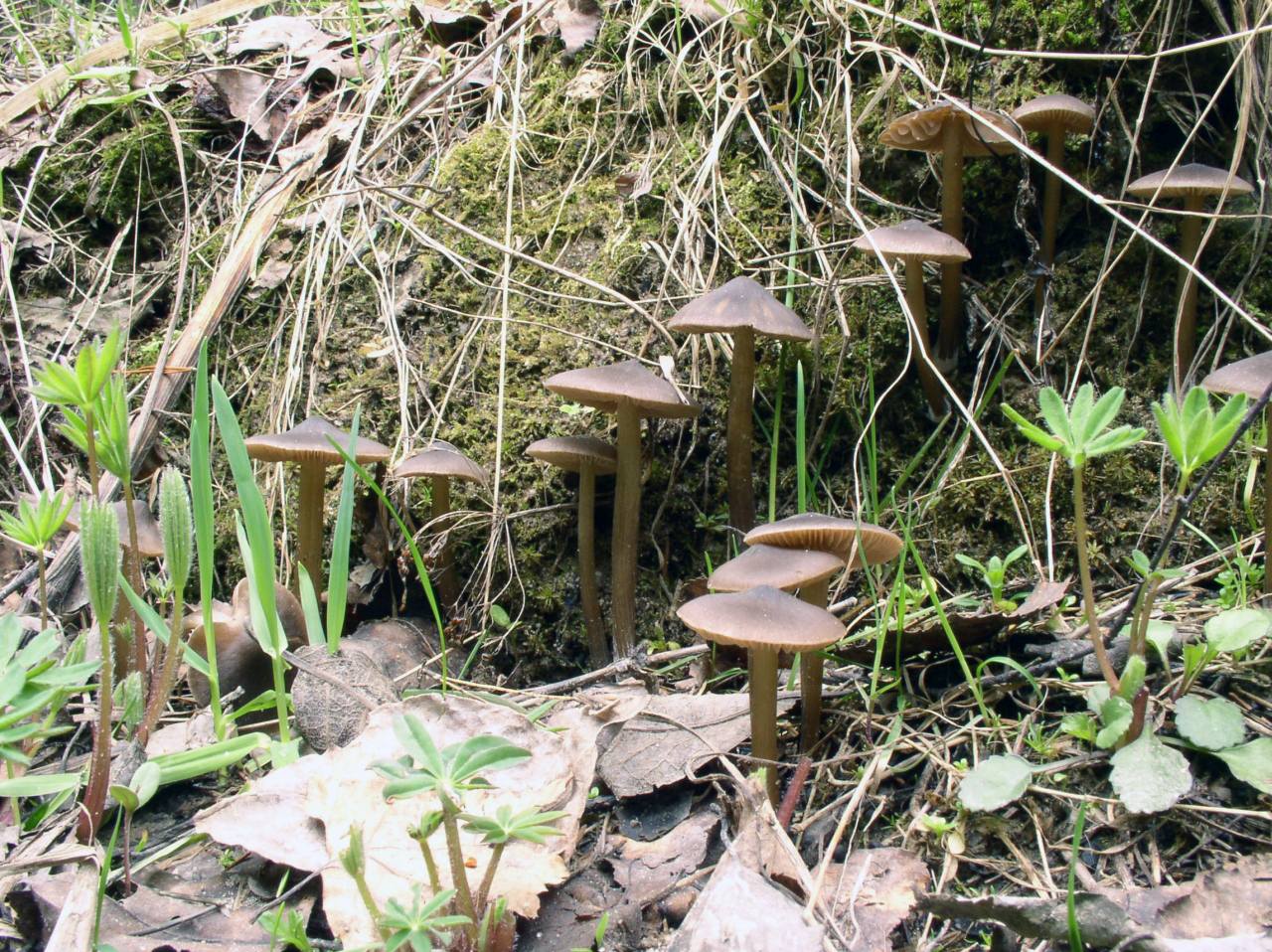 Entoloma vernum