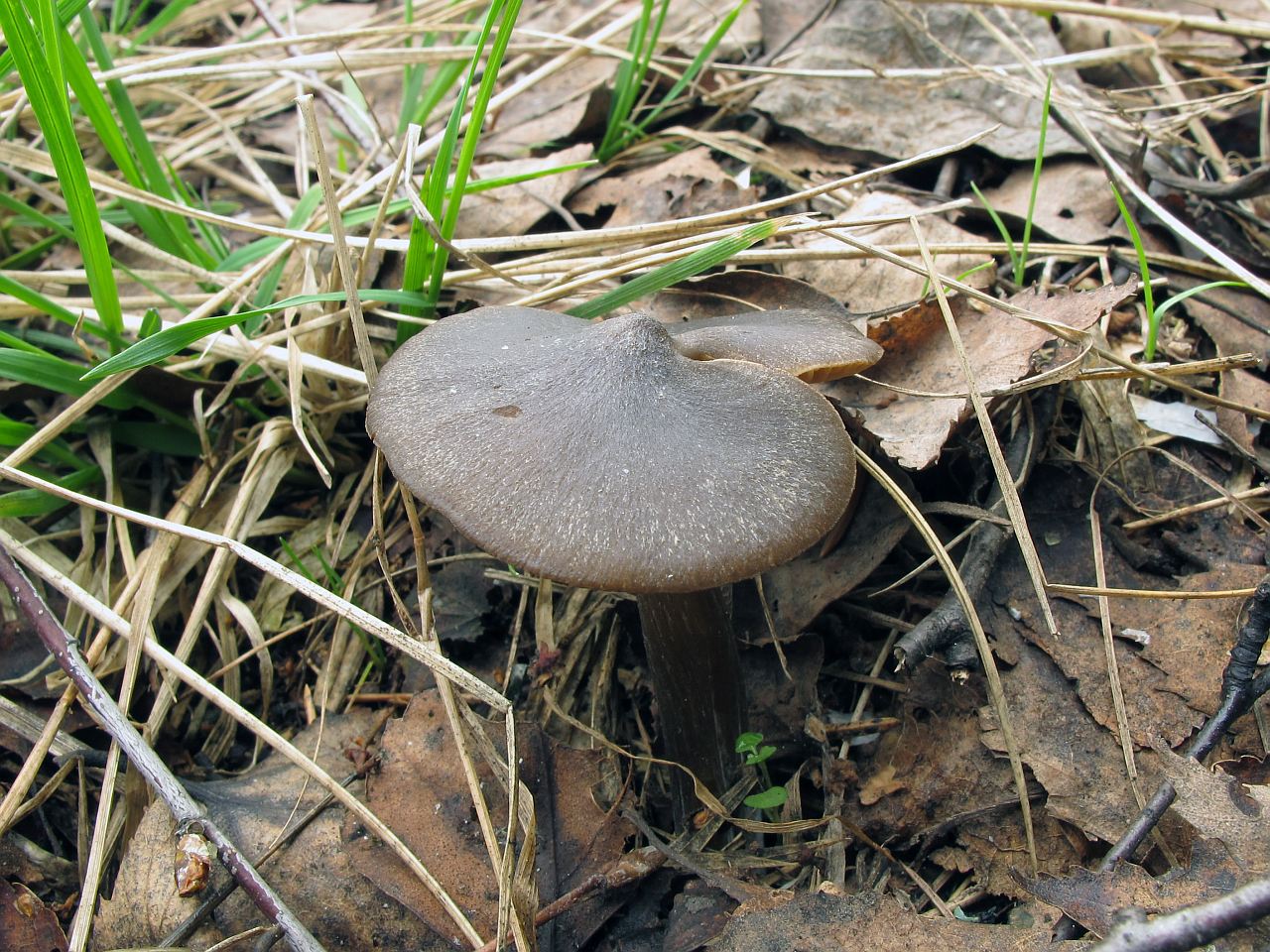 Entoloma vernum