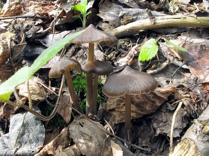 Entoloma vernum