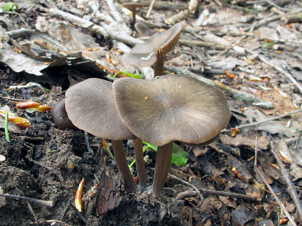 Entoloma vernum